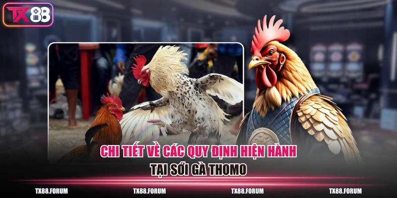 Chi tiết về các quy định hiện hành tại sới gà Thomo
