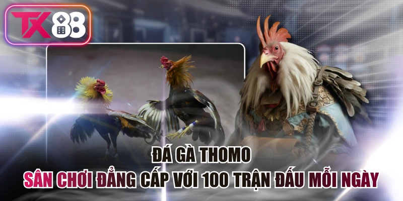 Đá Gà Thomo - Sân Chơi Đẳng Cấp Với 100 Trận Đấu Mỗi Ngày 9 Đá Gà Thomo - Sân Chơi Đẳng Cấp Với 100 Trận Đấu Mỗi Ngày