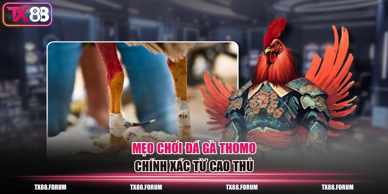 Mẹo chơi đá gà Thomo chính xác từ cao thủ
