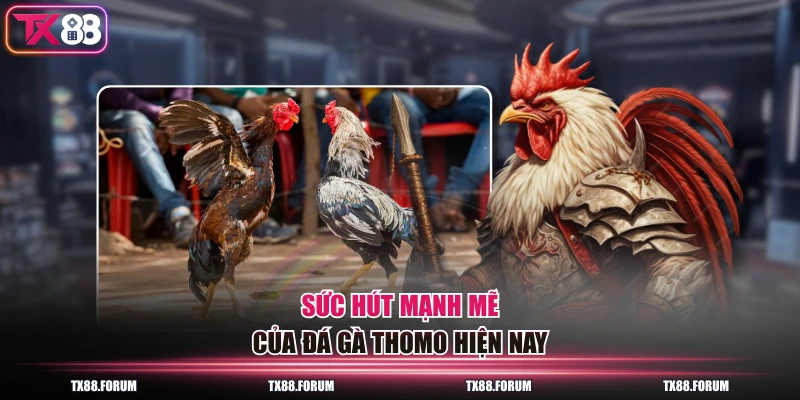Sức hút mạnh mẽ của đá gà Thomo hiện nay
